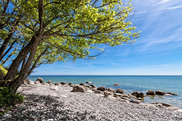 Trees on shore of the Baltic Sea — Stock Photo, Image