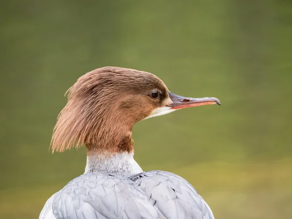 Porträt einer Ente — Stockfoto
