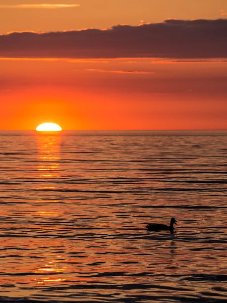 Duck and sunset — Stock Photo, Image