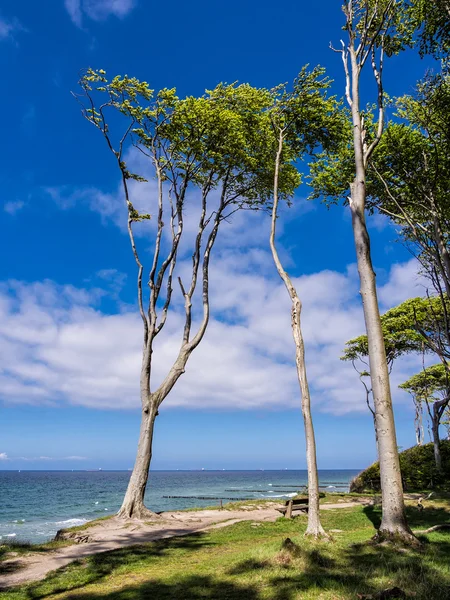 Bosque costero en la costa del Mar Báltico en Nienhagen —  Fotos de Stock