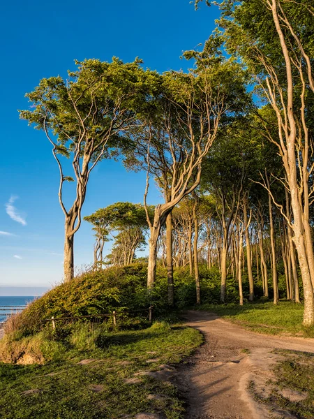 Coastal forest on the Baltic Sea coast — Stock Photo, Image