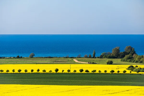 Vista para o Mar Báltico com campo de canola — Fotografia de Stock