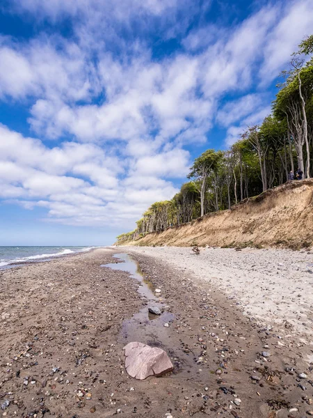 Coastal forest on the Baltic Sea coast — Stock Photo, Image