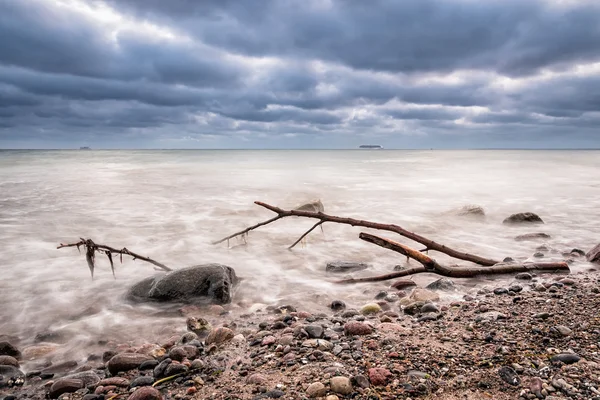 Dérive de bois sur le rivage de la mer Baltique — Photo