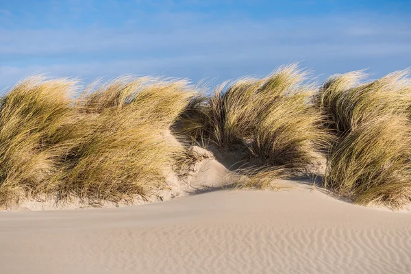 Dune sul mare baltico — Foto Stock