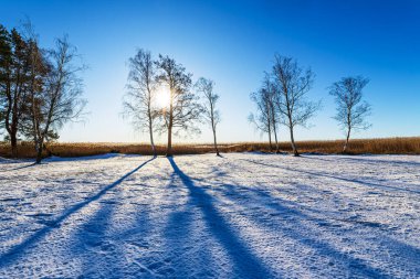 Almanya 'nın Wieck kentindeki Fischland-Darss yarımadasında kışın ağaçlar.