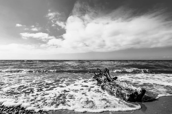 Gövdede Baltık Denizi kıyısında
