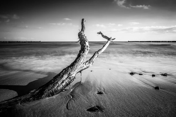Trunk on shore of the Baltic Sea — Stock Photo, Image