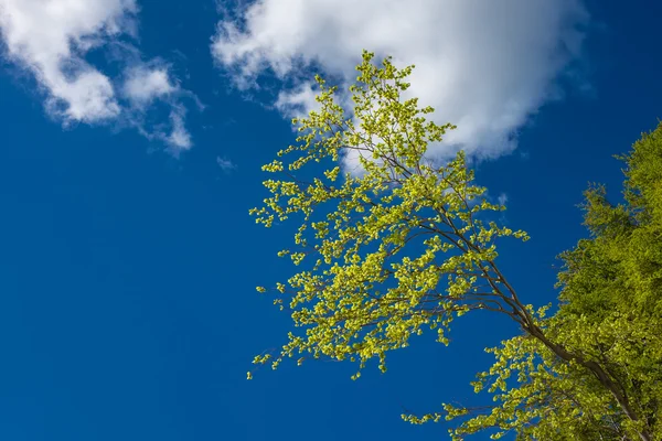 Pobřeží Baltského moře na ostrově Ruegen — Stock fotografie