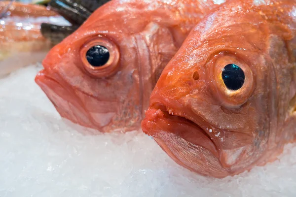 Färsk fisk på en marknad — Stockfoto