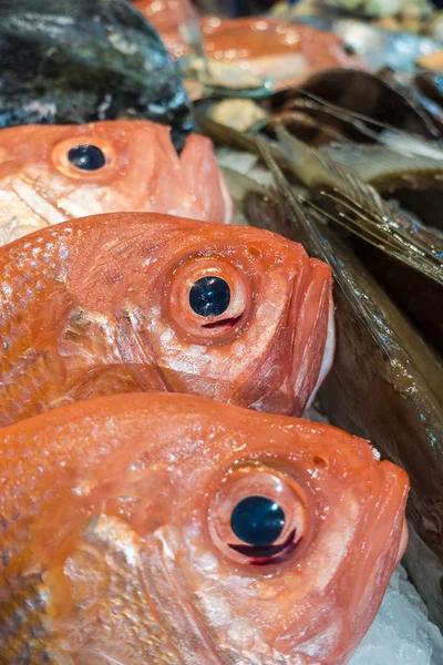 Färsk fisk på en marknad — Stockfoto