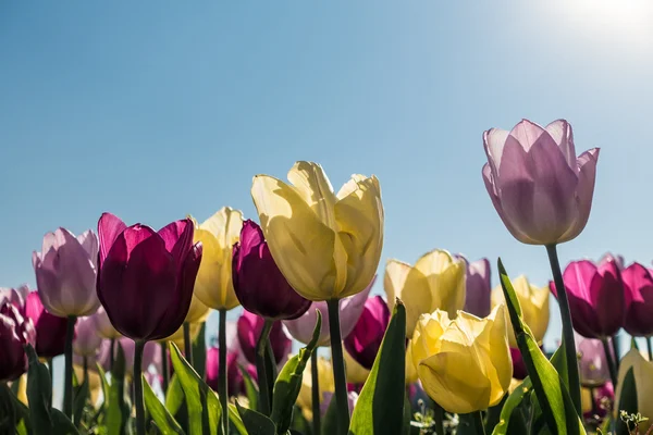 春の色とりどりのチューリップ — ストック写真