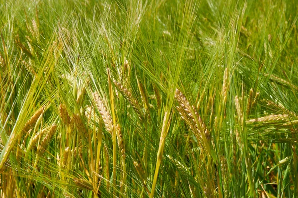 Barley field is getting yellow — Stock Photo, Image