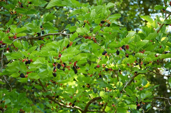 branch of mulberry tree