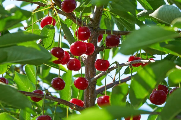 Rama de cerezo — Foto de Stock