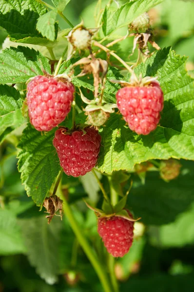 Plusieurs framboises rouges mûres poussant sur le buisson — Photo