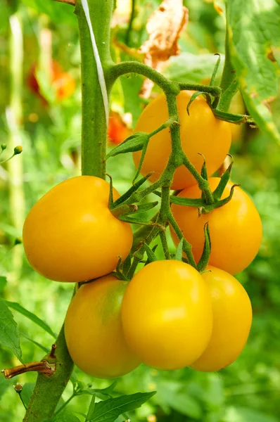 Ramo de tomate amarelo — Fotografia de Stock