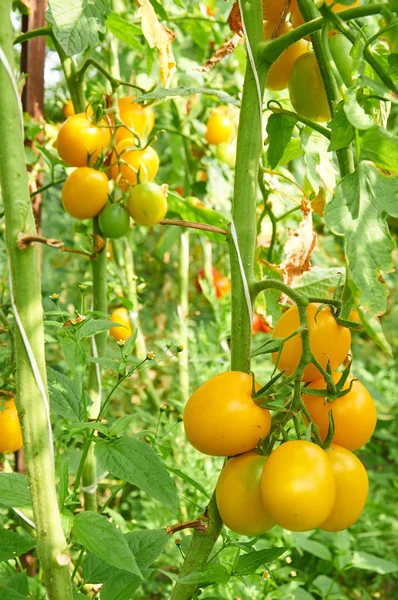 Gelbe Tamato-Pflanzen — Stockfoto