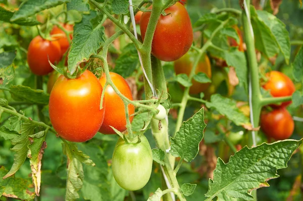 Branch of red tomato on vegetable garden — Stock Photo, Image