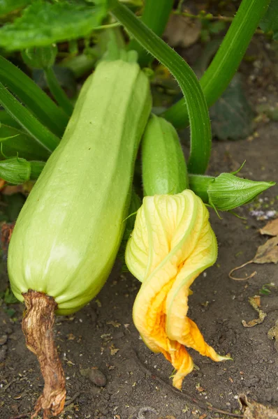 Ripe marrow and ovary with flower — Stock Photo, Image