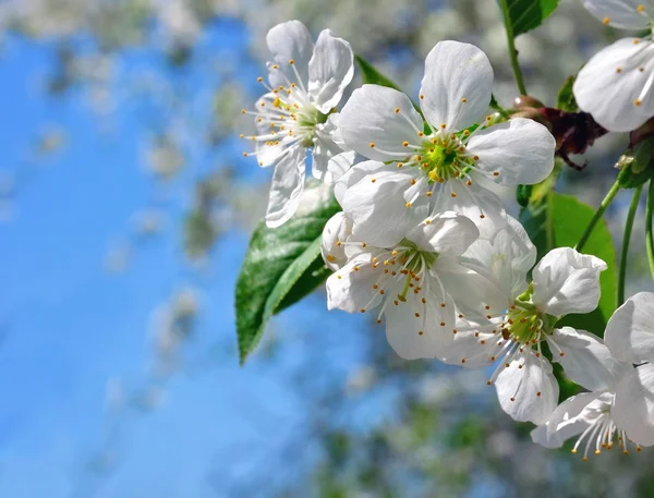 Blommande cherry framför sky — Stockfoto