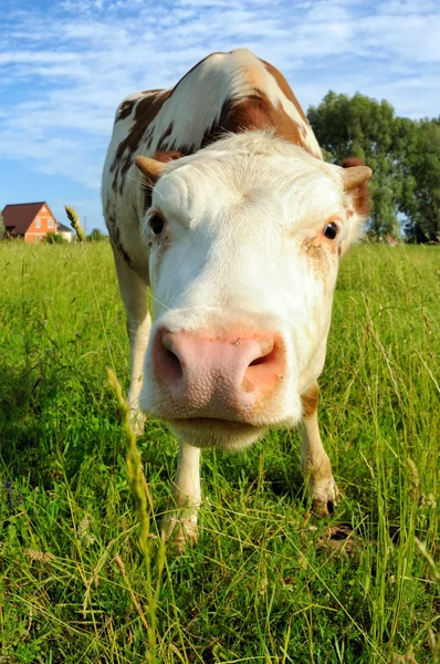 Vaca em um pasto de verão e casa atrás — Fotografia de Stock