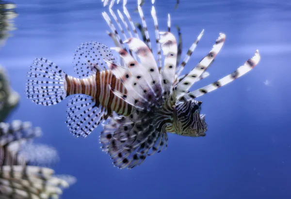 Pez león en el agua — Foto de Stock