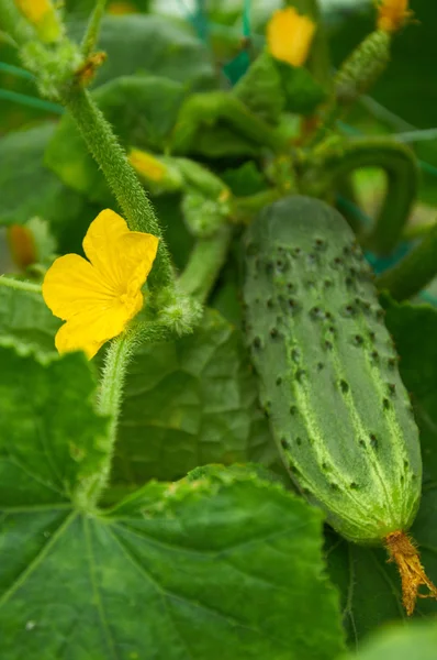 Yellow flower of cucumber and ripe vegetable behind — Stock Photo, Image