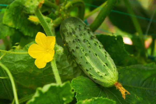 Yellow flower of cucumber and ripe vegetable behind — Stock Photo, Image