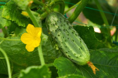 Salatalık ve çiçek büyüyen RIPE
