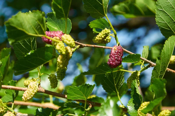 지점에 라이트 퍼플 mulberries — 스톡 사진