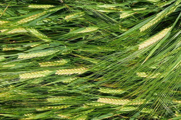 Laying down straws of barley — Stock Photo, Image