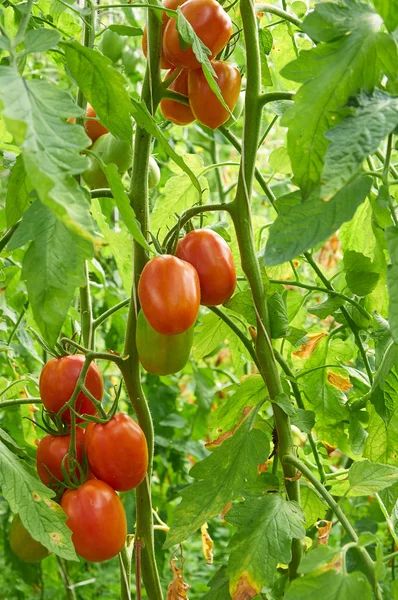 Branche de tomate rouge sur potager — Photo