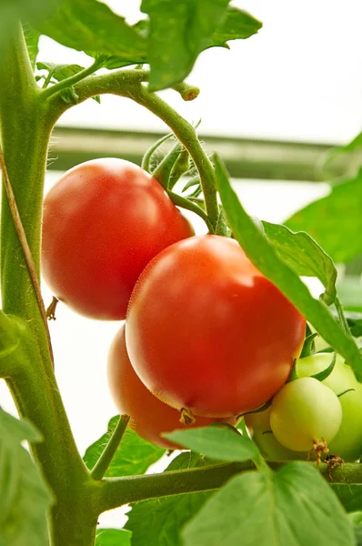 Branch of red tomato on vegetable garden — Stock Photo, Image