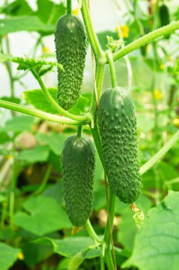 Bush üç salatalık