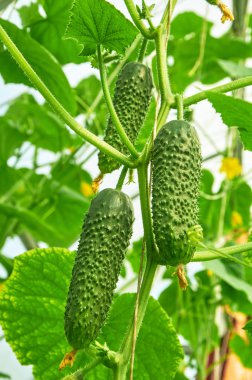 Bush üç salatalık