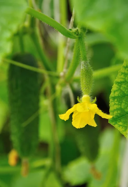 Ovario di cetriolo con fiore — Foto Stock