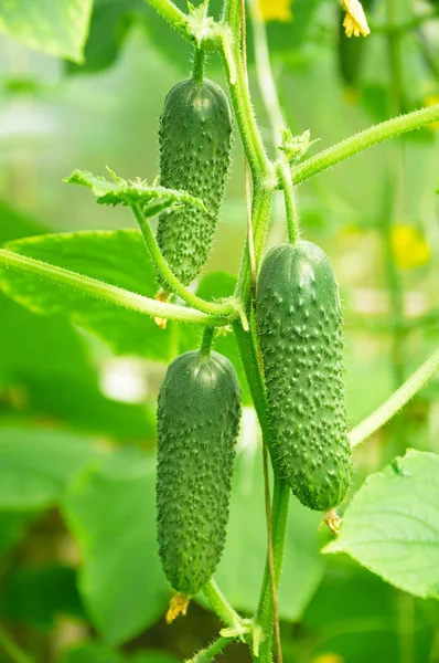 3 오이 부시 대통령에 — 스톡 사진