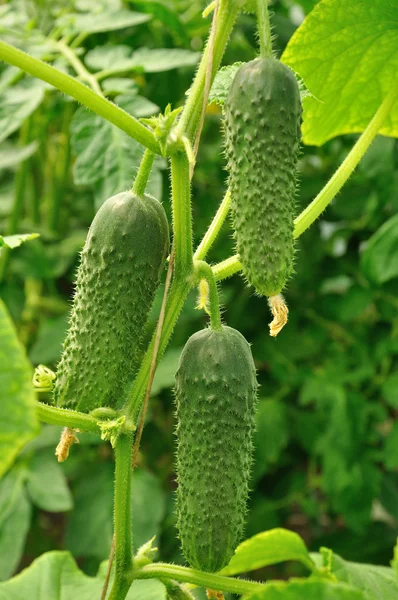 Three cucumbers on a plant — Stock Photo, Image