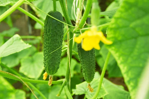 Several cucumbers growing on the bush — Stock Photo, Image