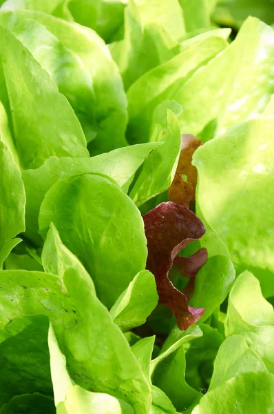 Frischer grüner Salat lässt Großaufnahme im Sonnenlicht — Stockfoto