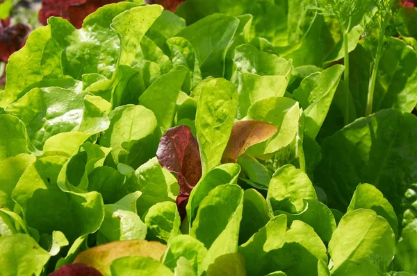 Fresh green lettuce salad leaves closeup in sunlight — Stock Photo, Image
