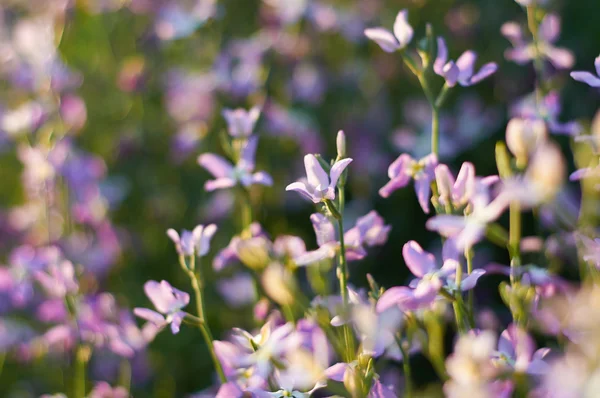 Flowers of gillyflower or night violet — Stock Photo, Image