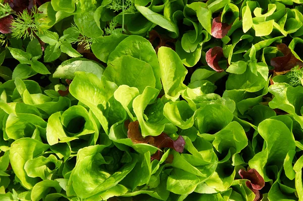 Verse groene sla salade verlaat de close-up in zonlicht — Stockfoto