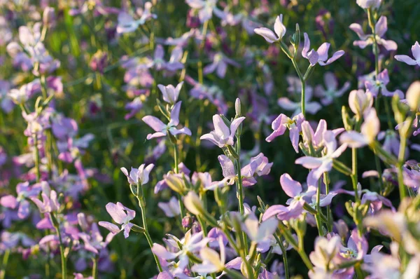 Flowers of gillyflower or night violet — Stock Photo, Image