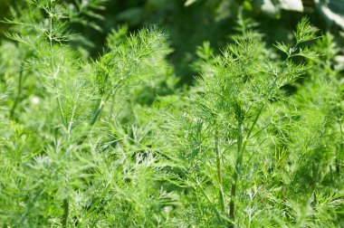 sırıtış kaynaklanıyor dereotu