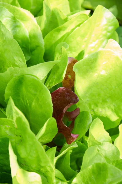 Frischer grüner Salat lässt Großaufnahme im Sonnenlicht — Stockfoto