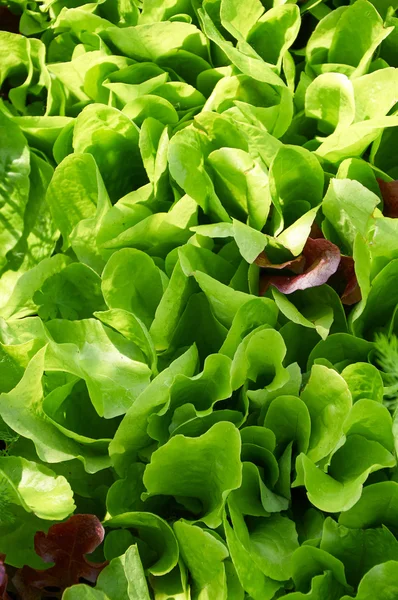 Frischer grüner Salat lässt Großaufnahme im Sonnenlicht — Stockfoto