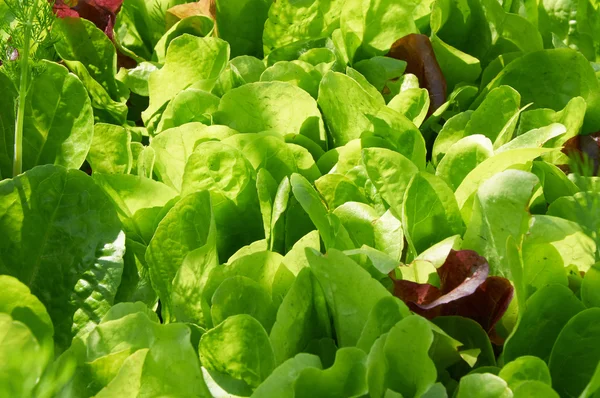 Frischer grüner Salat lässt Großaufnahme im Sonnenlicht — Stockfoto