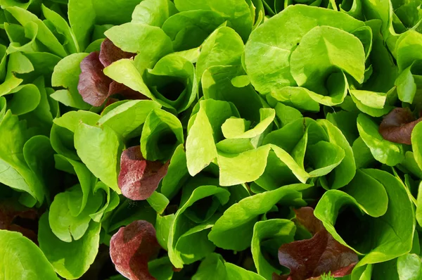 Verse groene sla salade verlaat de close-up in zonlicht — Stockfoto